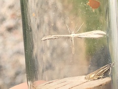 Hellinsia osteodactylus