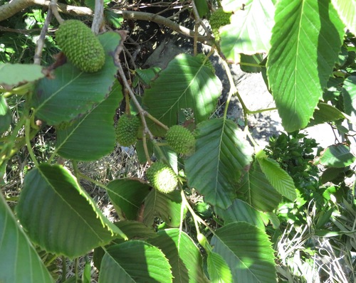 Alnus sieboldiana, photograph 6