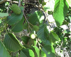 Alnus sieboldiana