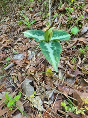 Trillium decipiens