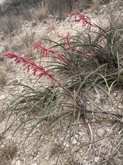 Hesperaloe parviflora