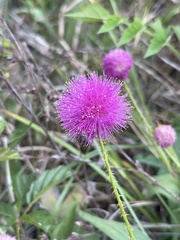 Mimosa hystricina