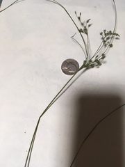 Anthephora pubescens