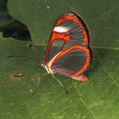 Ithomia agnosia zikani