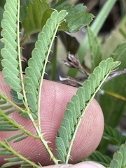 Mimosa hystricina