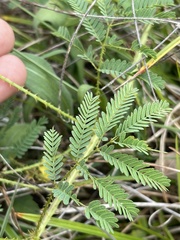 Mimosa hystricina