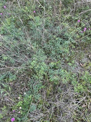 Mimosa hystricina