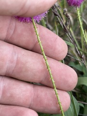 Mimosa hystricina