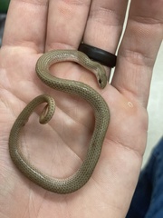 Sonora taylori