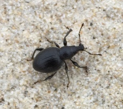 Otiorhynchus atroapterus