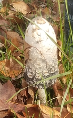 Coprinus comatus