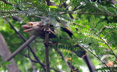 Psilopogon lineatus