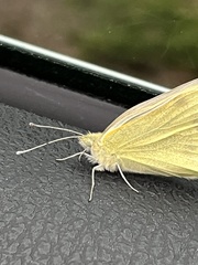 Pieris rapae
