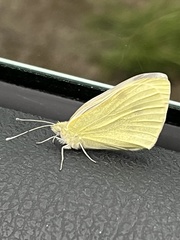 Pieris rapae