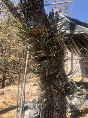 Encyclia microbulbon