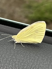 Pieris rapae