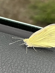 Pieris rapae