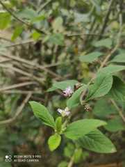 Lantana fucata