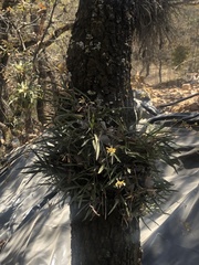 Encyclia microbulbon