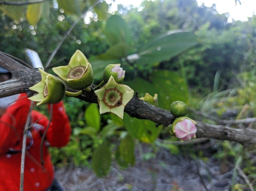 Image of Bellucia pentamera by (c) Kelly_Ortega_Agamez, some rights reserved (CC BY)