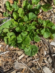 Pelargonium grossularioides