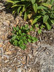 Pelargonium grossularioides