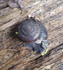 Helminthoglypta sequoicola