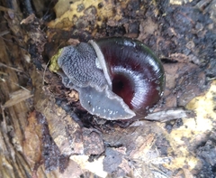 Helminthoglypta sequoicola