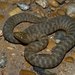Brazos River Watersnake - Photo (c) Diana-Terry Hibbitts, some rights reserved (CC BY-NC), uploaded by Diana-Terry Hibbitts