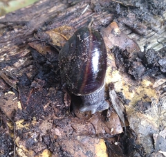 Helminthoglypta sequoicola