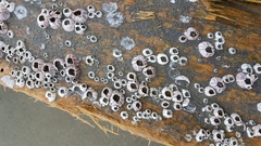 Amphibalanus reticulatus