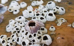 Amphibalanus reticulatus