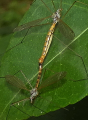 Microtipula
