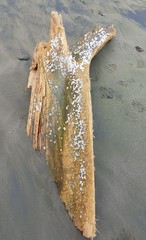 Amphibalanus reticulatus