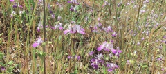 Collinsia concolor