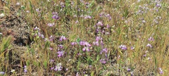 Collinsia concolor