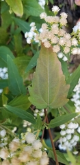 Ageratina paupercula