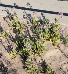 Phacelia