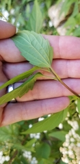 Ageratina paupercula