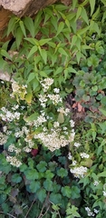 Ageratina paupercula