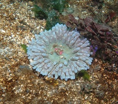Urticina clandestina