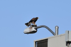 Parabuteo unicinctus