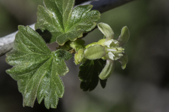 Ribes inerme
