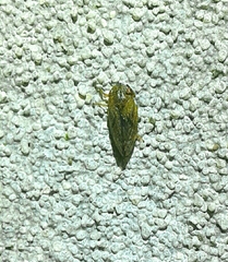 Aphrodes bicinctus