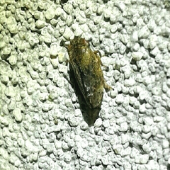 Aphrodes bicinctus