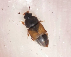 Nitops pallipennis