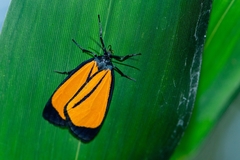 Paratype univitta