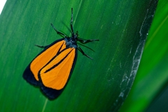Paratype univitta