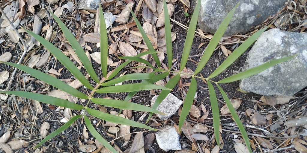 Zamia loddigesii; photograph (c) Tereso Hernández Morales, some rights reserved (CC BY)