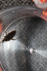Closterotomus trivialis